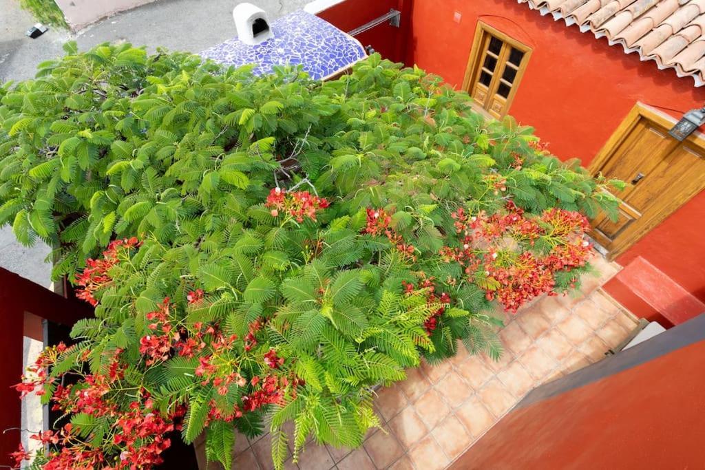 Rural House With Traditional Architecture S. XIX 圣克鲁斯-德特内里费 外观 照片